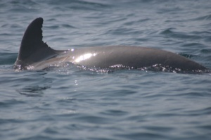 Dolphin Surfacing