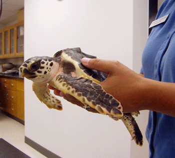 A juvenile sea turtle receives medical assistance at CMAST.