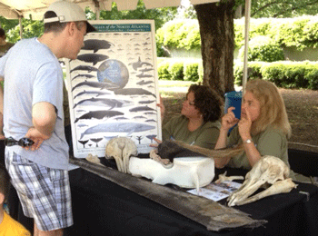 Dr. Vicky Thayer educates the public about whale vertebrae