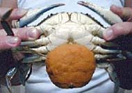 North Carolina's blue crab dilemma - Blue crab Data