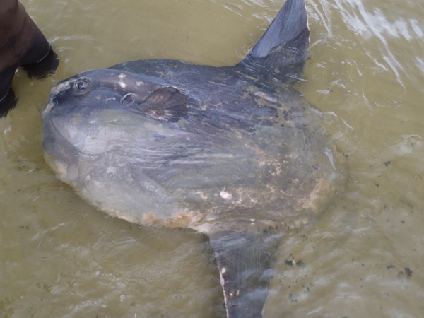 Mola mola, or Ocean Sunfish