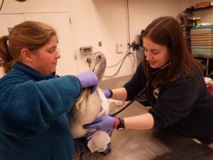 Doctors helping pelican