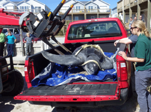 The turtle was loaded onto a truck using a winch and taken to CMAST.