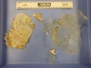 There were several pieces of thin plastic in her GI tract. Leatherback sea turtles are jellyfish-eaters, and frequently mistake floating plastic bags for their food.