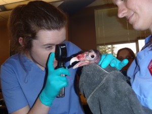 Carolyn Collier conducts and exam at aquarium at Pine Knoll Shores