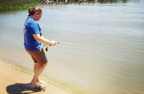 Dr. Christiansen releasing the Sea Turtle after removing the fisherman's hook.