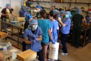 CVM students in the staging area at CMAST, performing surgery on Weakfish. (Photo by Dave Eggleston)