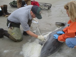 Bottlenose dolphin stranding