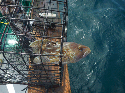 Finding the perfect fit: researchers work to find a mesh-size that will reduce the bycatch of fish below the legal size limit for harvest. (Photo by Paul Rudershausen)