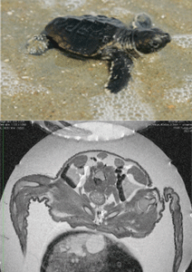 Sea turtle from the outside (top) down to the inside (bottom), from an image of the turtle inside its egg. This provides an unprecetended view into the animal’s life before it hatches into the world, now possible at CMAST’s MMRF.