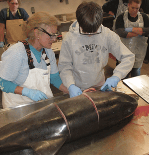 CMAST’s Dr. Vicky Thayer gives an East Carteret High School student hands-on experiece in performing a dolphin necropsy. CMAST’s education outreach allows students and teachers to work outside the margins of a textbook. (Photo by Keith Rittmeister, NC Maritime Museum, under NOAA/NMFS permits)