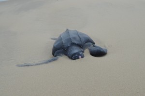 Stranded Leatherback Sea Turtle (Photo by Paul Doshkov, Cape Hatteras National Seashore, National Park Service)