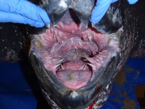 Leatherback mouth and throat, with sharp papillae that ensure jellyfish go down the throat. Unfortunately, they work just as well on plastic (Photo by Craig Harms)
