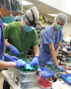 NC State CVM students monitoring an eel under anesthesia