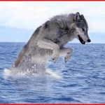 seawolf