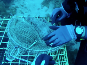 Divers tag fish caught at the bottom for a control group.