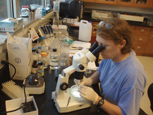 Dr. Pat McClellan-Green conducts research in her marine environmental toxicology lab.