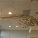 Dolphin skeleton hanging in CMAST Lobby