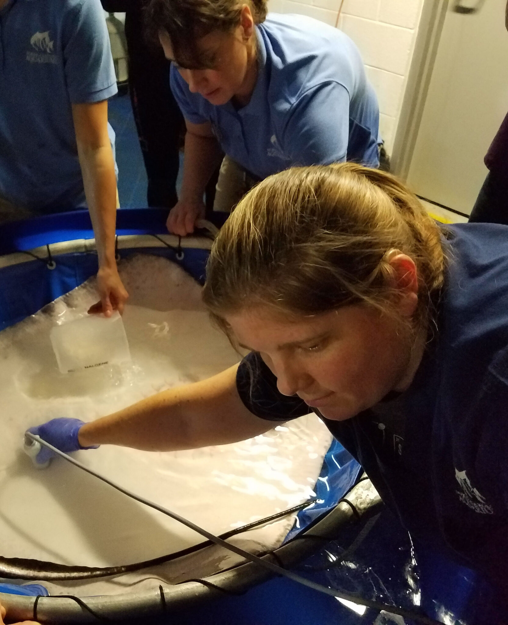 NC Aquariums Vet Team Center for Marine Sciences and Technology (CMAST)