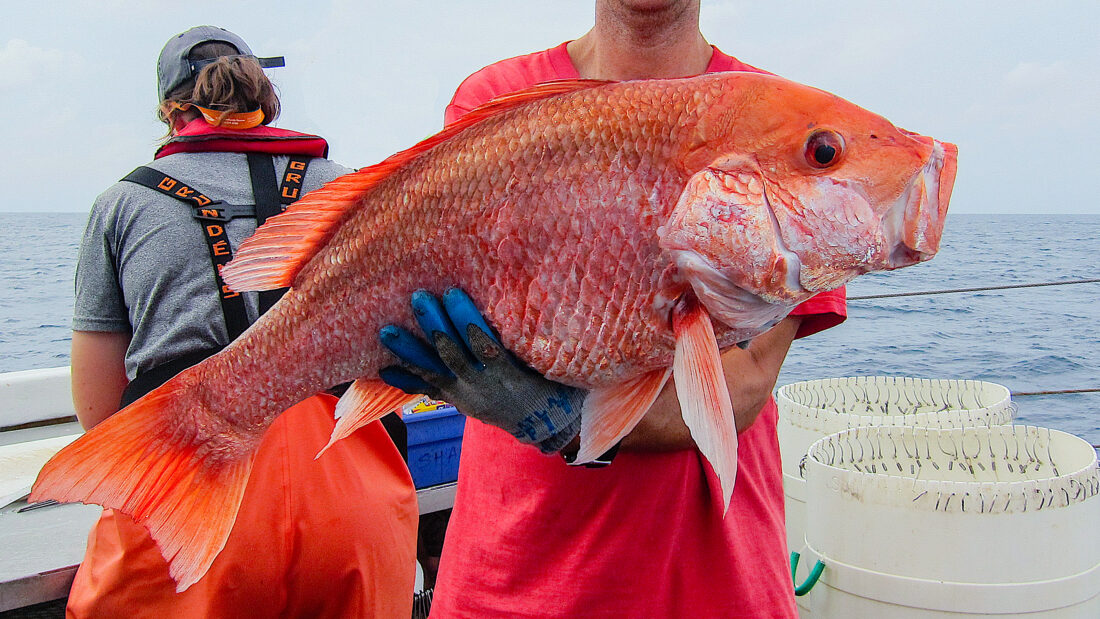 Red Snapper, July 2022