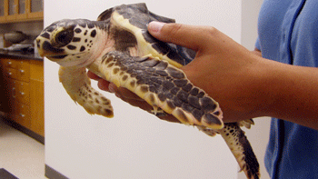 A cold-stunned sea turtle being assessed at CMAST.