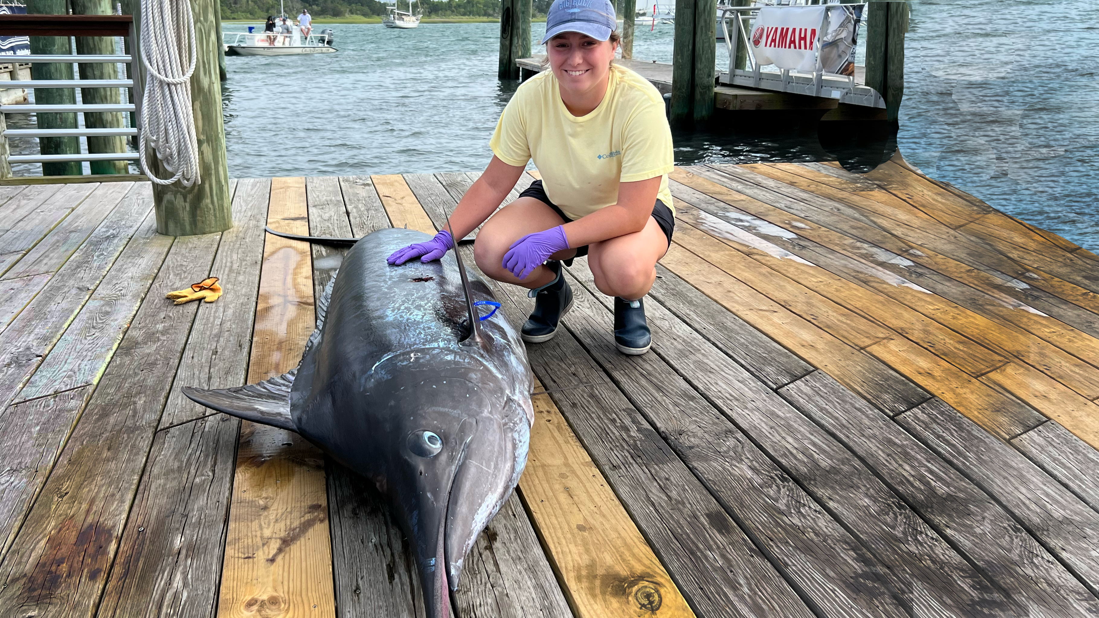 Marlin fish clearance