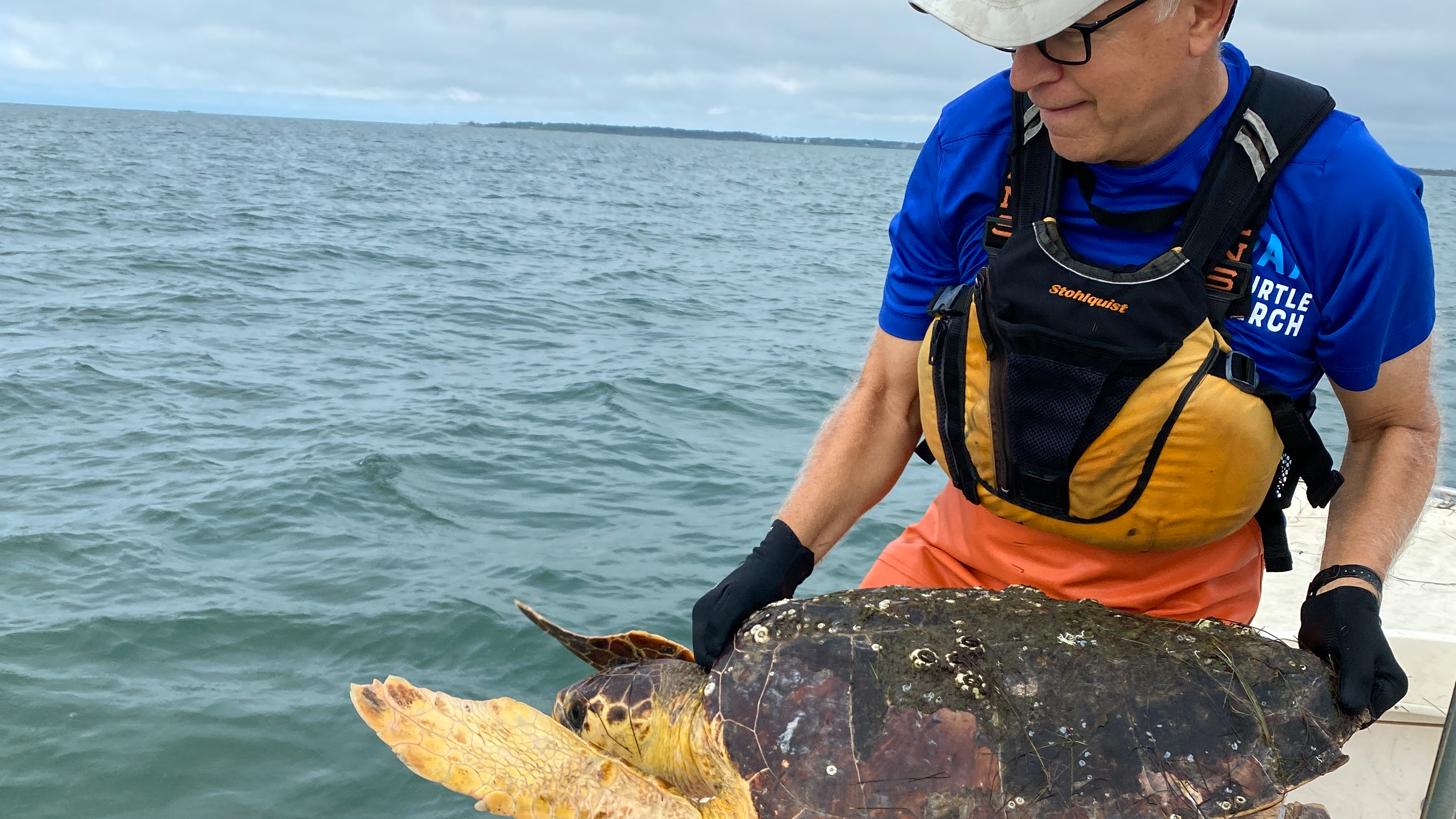 Dr. Craig Harms releases a juvenile loggerhead sea turtle that was a repeat customer at the pound nets. Photo by Annie Gorgone.