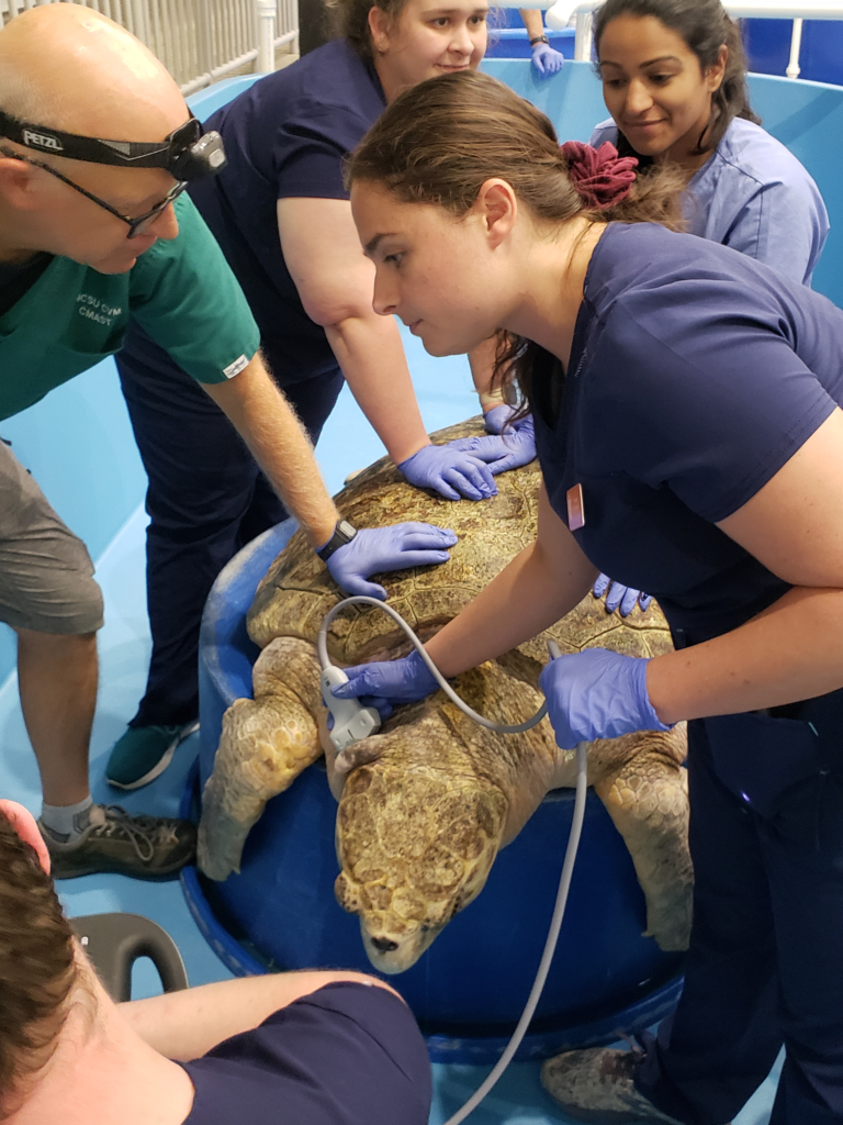 Fourth-year veterinary student, Jaime Calcagno (center), conducts an ultrasonography exam of the neck of lightly-anesthetized loggerhead named "Snooki".