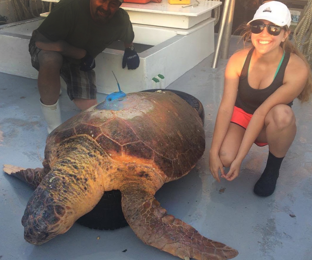 Dr. Maria Rodgers with loggerhead turtle