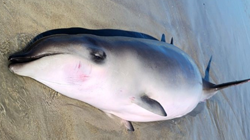 Gervais’ beaked whale (Mesoplodon europaeus) on the beach at Emerald Isle