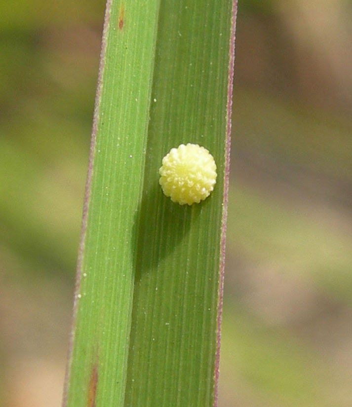 Egg