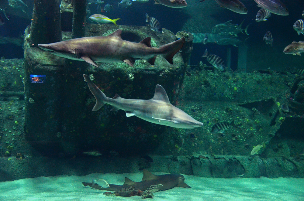 North Carolina Aquarium Society hosting trivia to support shark  conservation - WWAYTV3